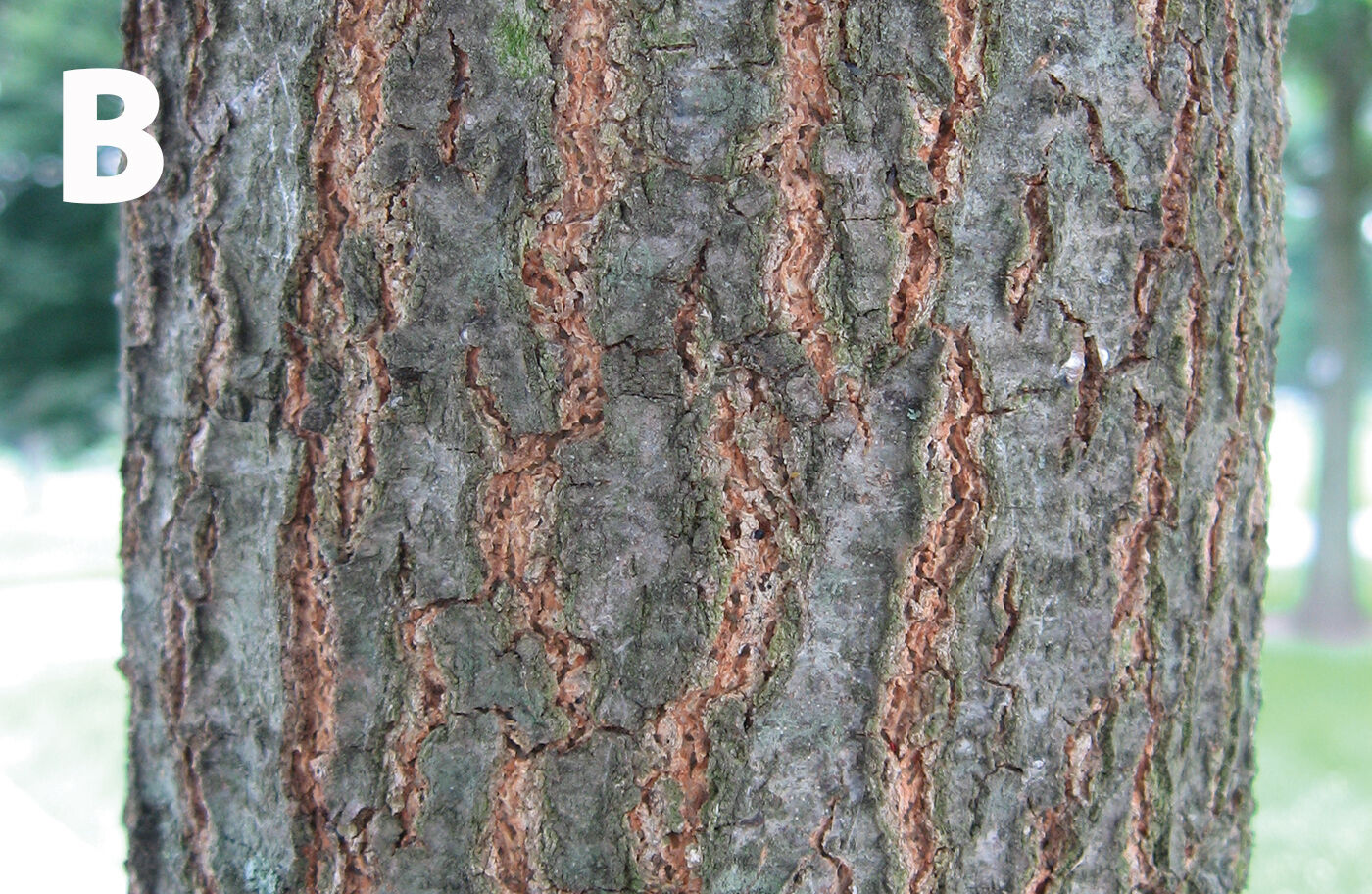 Scarlet oak